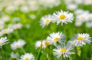 十三条正能量短句，生活美好且值得