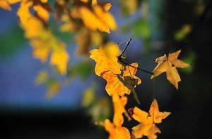 适合秋天发的温柔文案，特别治愈暖心