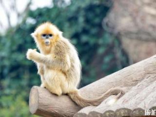 上海野生动物园景点介绍旅游攻略与景区介绍