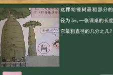 见过最粗的直径，一张课桌的长度是它最粗直径的