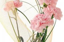 第一次见男生送什么花比较好，康乃馨送什么人比较好