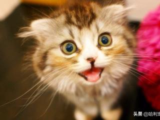 男生听到女生温柔的声音 猫咪却更喜欢男生呢