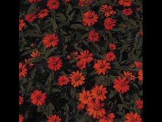 不想谈恋爱的说说 表达自己不想恋爱的文案