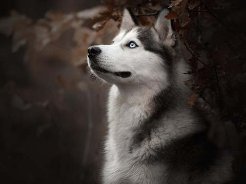 其实不用去表白，女生有这五个动作，就是在明确拒绝你了