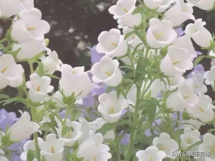 网上相亲的男人靠谱吗（你在婚恋网上认识的男人可靠吗）