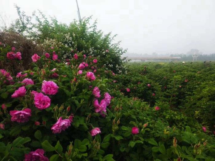 找对象该不该考虑身高，身高真的那么重要吗