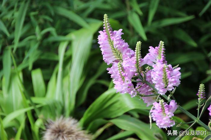 相处越久越反感心理学（相处久了依然会心生厌倦）