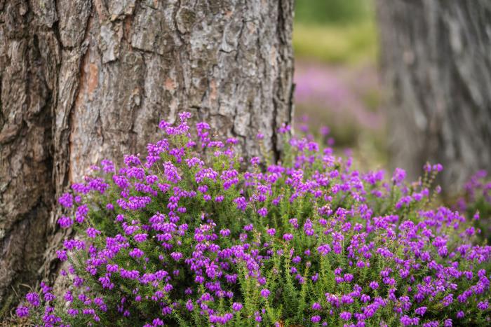 男人会和自己不喜欢的女人接吻吗，暗示了他有没有真的喜欢你