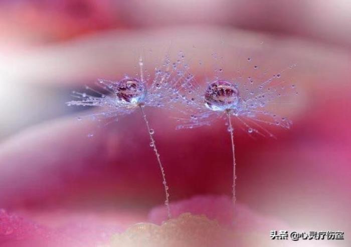 暗示将放弃感情的句子，暗示彻底死心的句子