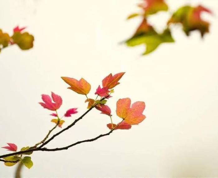 自己生日的说说简短（生日写给自己的高质量短句）