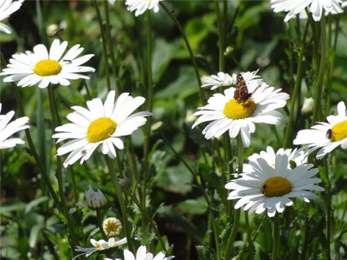 可爱的说说（超级适合发朋友圈的可爱句子）