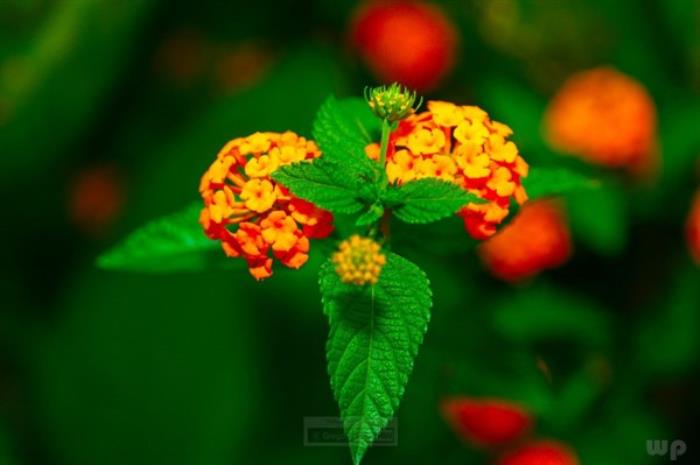 低落的心情说说（心情极度低落的说说）