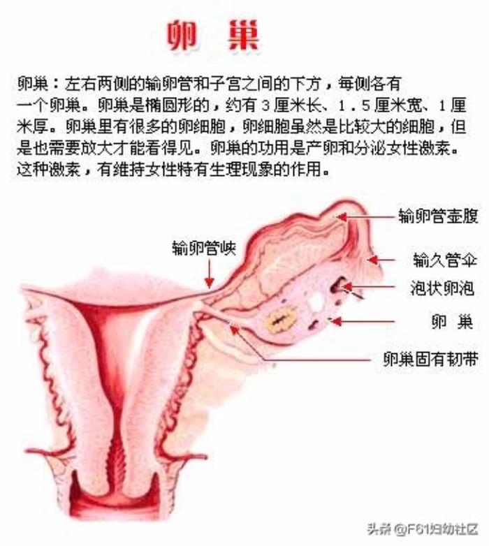 女性生殖器官图（女性生殖器官结构解剖）