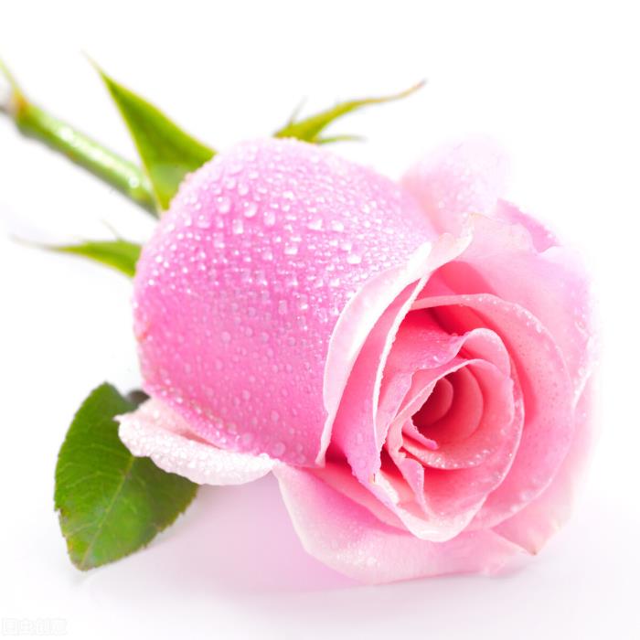 粉玫瑰的花语（粉玫瑰的花语是什么）