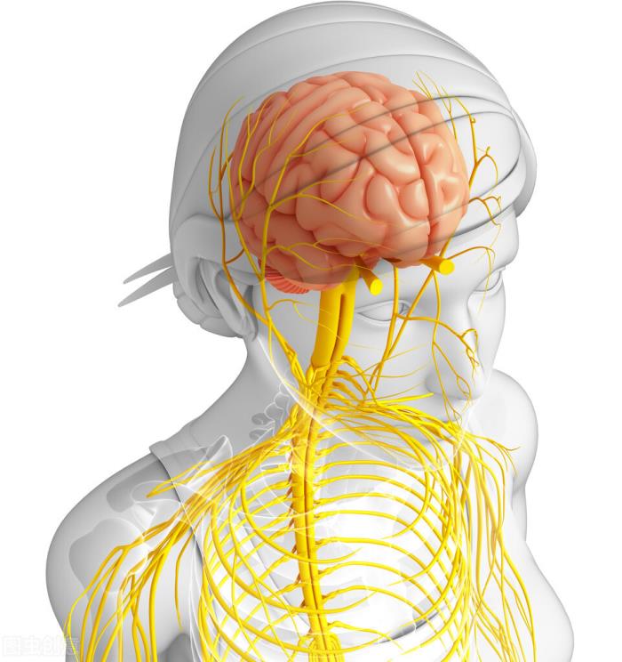 神经系统的组成（生理活动的生理基础之神经系统）