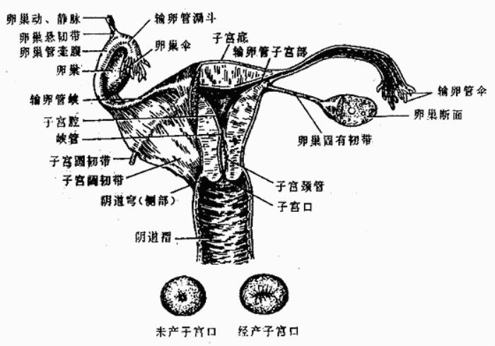 女性生殖器图（人体解剖学女性生殖系统）