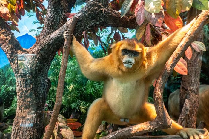 动物百科全书，陕西这座动物博物馆十分有趣
