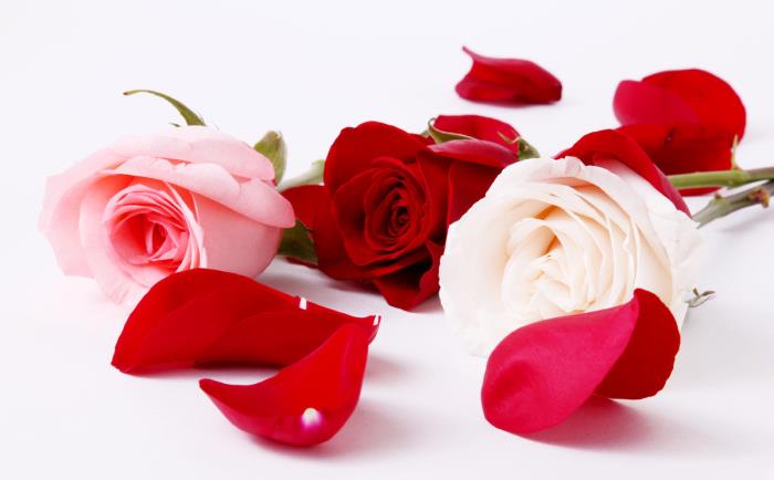 摩羯女和白羊男（摩羯女和白羊男的婚姻要怎么相处）