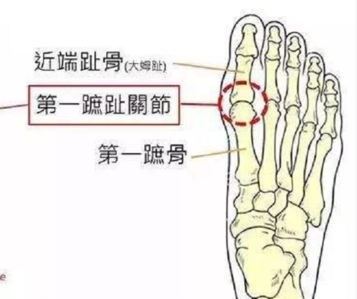 脚趾大拇指结构图图片