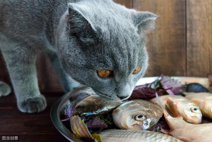 猫为什么喜欢吃鱼（是怎么形成喜欢吃鱼的天性的）