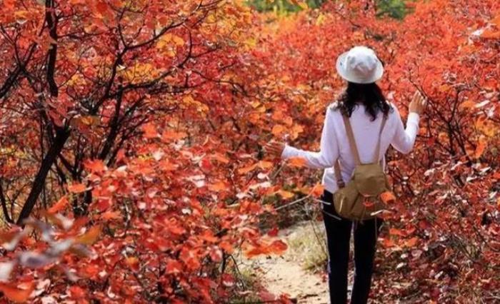 你不知道我有多爱你（你不知道我有多爱你(三行诗)）