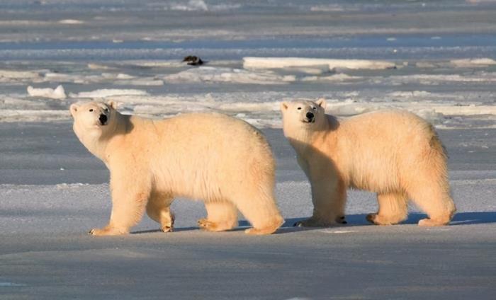 北极熊冬眠吗（为什么只有怀孕的北极熊能冬眠）