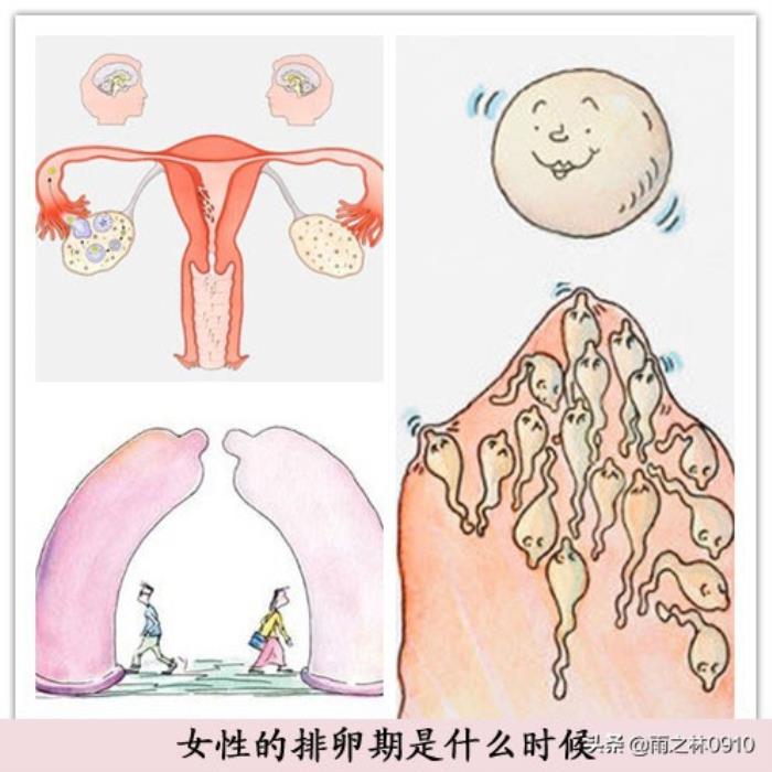 什么是危险期（如何计算安全期和危险期）