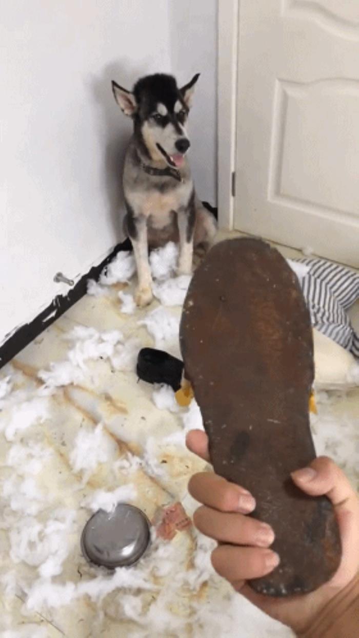 家里养什么鱼好（想养狗又想家里干净）