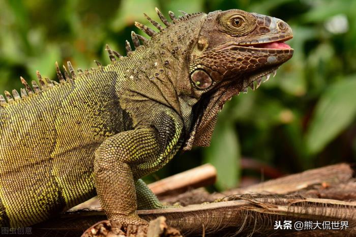 什么是冷血动物(冷血动物的血真的是冷的吗)