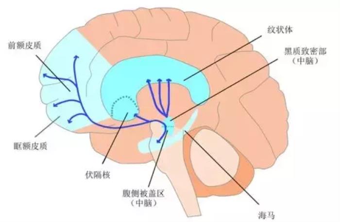 在奖赏预期方面,腹侧纹状体可以编码两种类型的奖赏,并且其表征的价值