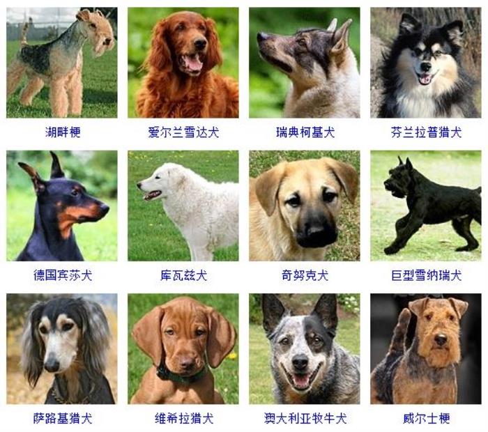 178种狗狗种类图片名字图片