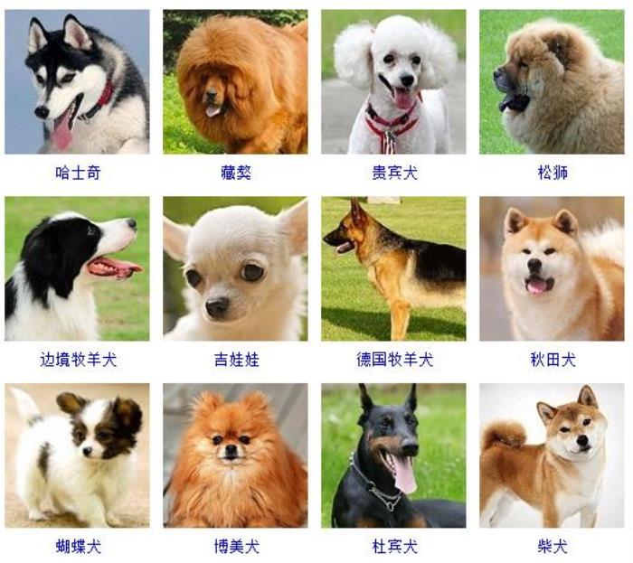 狗的类型 基本图片