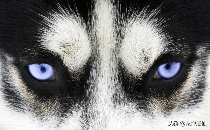 白眼狼什么意思和白眼狼有什么联系