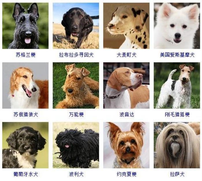 178种狗狗种类图片名字图片