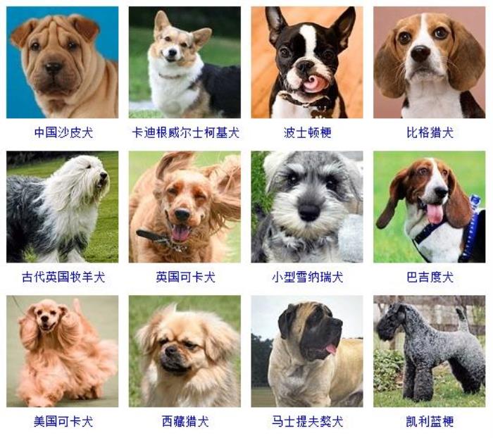 名犬的种类和图片大全图片