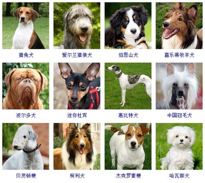 犬种大全品种中国图片