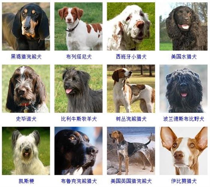 宠物狗品种大全 分类图片