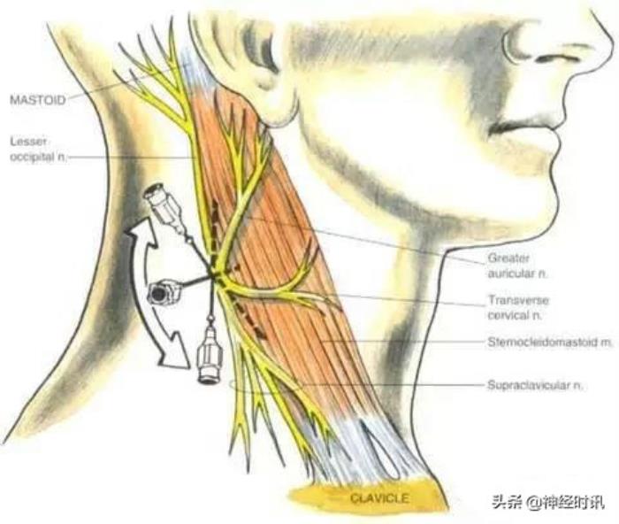 神经系统的功能（最全的神经丛及功能）