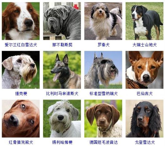 犬种大全品种中国图片