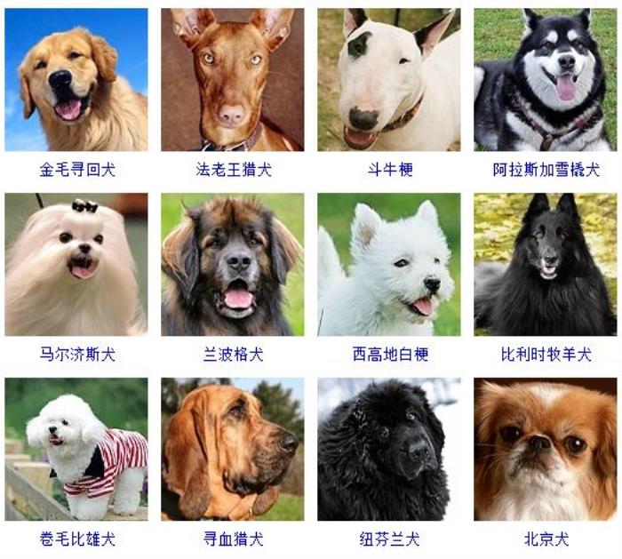 犬类品种大全 温顺图片