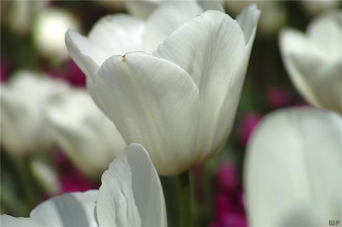 表达心情失落的句子（心情低落要看的句子）