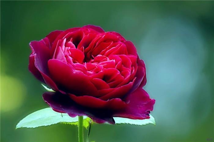 情感美文欣赏（让人落泪的情感美文）