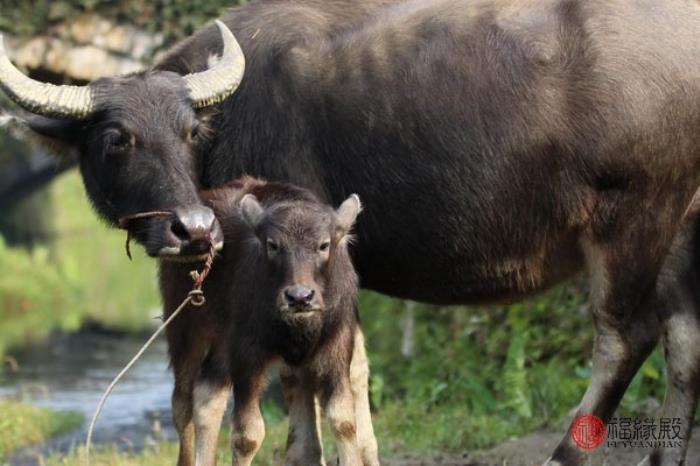 属牛的婚姻如何（73年属牛女的婚姻幸福吗）