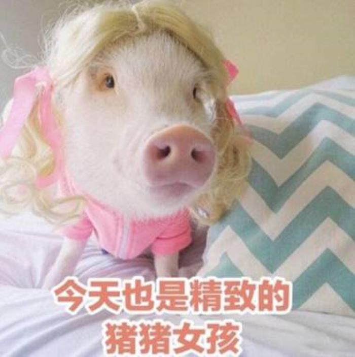 猪猪女孩什么意思，如何做一个真正精致的猪猪女孩