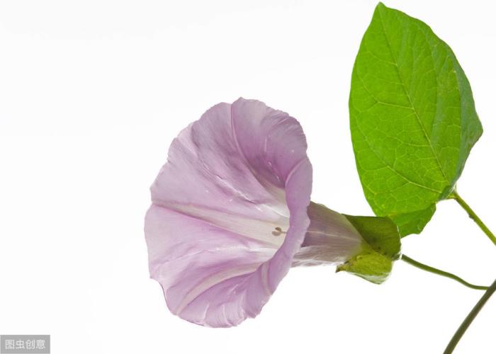 浪漫的古风爱情句子（最浪漫的古风表白句子）