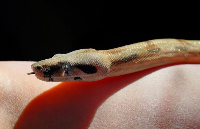 孕妇做梦梦到蛇是什么意思，孕妇梦见蛇有什么寓意