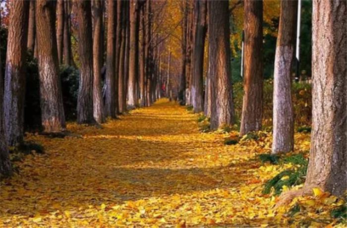 晚霞诗句（10句描写晚霞的经典古诗词）