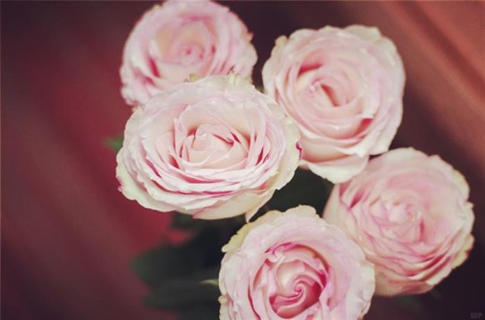 形容爱情的唯美句子，精致唯美的爱情句子