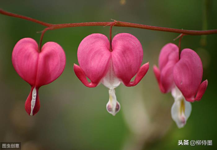 心在滴血的图片（心在滴血的荷苞牡丹）