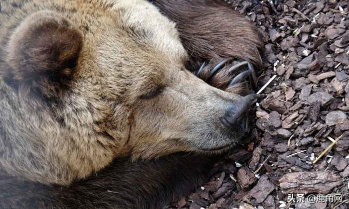 熊为什么会冬眠（你想像熊一样冬眠吗）